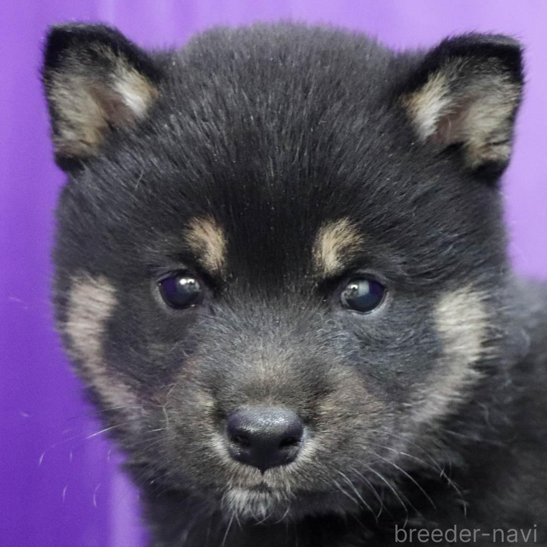 販売中の愛知県の柴犬-387910の2枚目